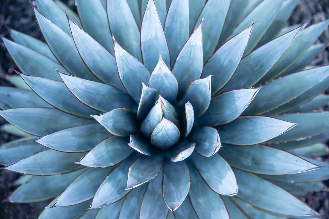 Agave Tequilana - die Agave aus der auch Mezcal gemacht wird - Pacific & Lime