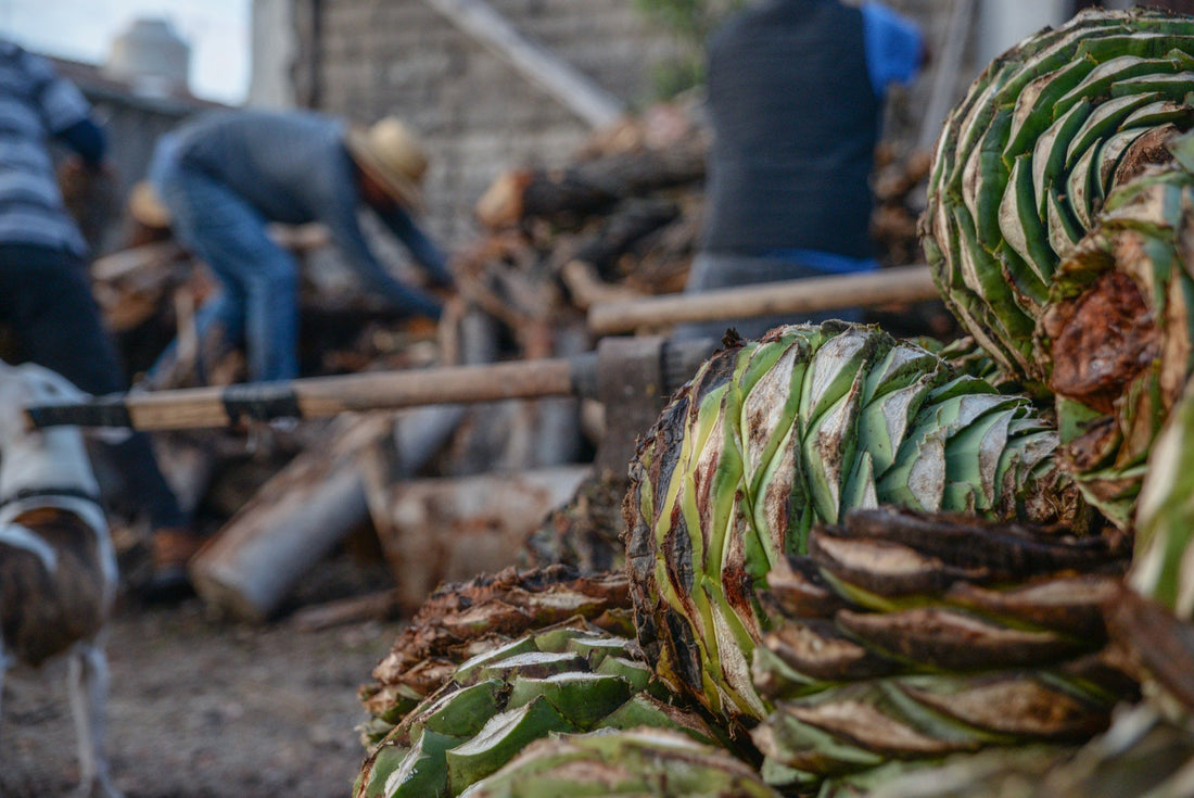 Mezcal vs. Tequila - das sind die Unterschiede - Pacific & Lime