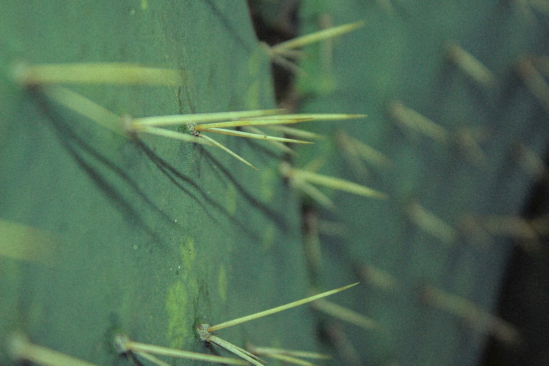 Nopal - essbarer Kaktus aus Mexiko - Pacific and Lime