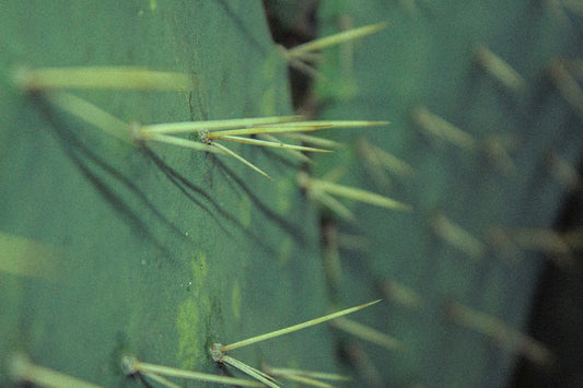 Nopal - essbarer Kaktus aus Mexiko - Pacific & Lime
