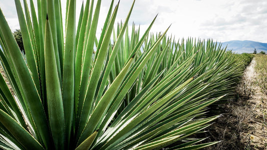 Wo steckt der Wurm - die 10 wichtigsten Mezcal Fakten - Pacific & Lime