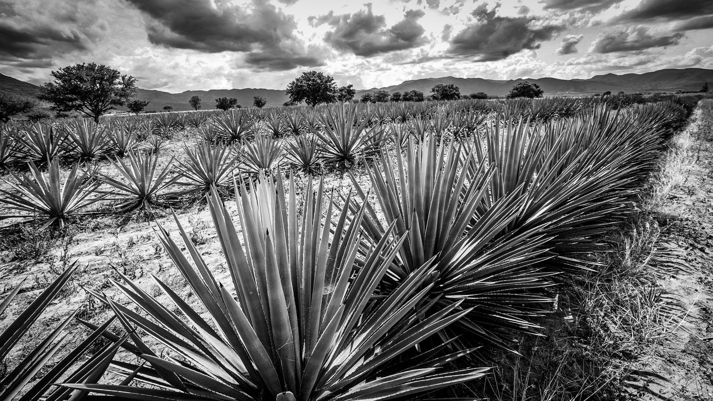 Espadin Agave field in Oaxaca Noble Coyote Nature Trees Vegetation Highlands 